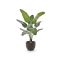 Designplants/Luca Lifestyle Strelitzia Nicolai kunstplant (h:145cm) met Terreno New Egg bloempot - Groen (bloempot = Ash Brown)