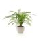 Designplants/Luca Lifestyle Alsophillia varen kunstplant (h:80cm) met Grigio New Egg bloempot - Groen (UV Bestendig) (bloempot = Antique White)