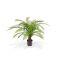 Designplants Alsophillia varen kunstplant (h:80cm)