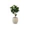 Designplants/Luca Lifestyle Lyrata Y kunstboom (h:170cm) met Bordo Tall Balloon bloempot - Groen (bloempot = Clay)