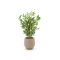 Designplants/Luca Lifestyle Japanse Bamboe kunstplant (h:60cm) met Bordo Balloon bloempot - Groen (bloempot = Sand)