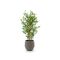 Designplants/Luca Lifestyle Japanse Bamboe kunstplant (h:90cm) met Bordo Balloon bloempot - Groen (UV bestendig) (bloempot = Clay)