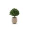 Designplants/Luca Lifestyle Buxus bol kunstplant (h:40cm) met Bordo Balloon bloempot - Groen (UV bestendig) (bloempot = Sand)
