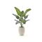 Designplants/Luca Lifestyle Strelitzia Nicolai kunstplant (h:145cm) met Grigio Tall Balloon bloempot - Groen (bloempot = Antique White)