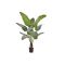 Designplants Strelitzia Nicolai kunstplant (h:145cm) - Groen t.b.v. potmaat M
