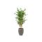 Designplants/Luca Lifestyle Japanse Bamboe kunstplant (h:120cm) met Grigio Tall Balloon bloempot - Groen (UV bestendig) (bloempot = Natural Concrete)