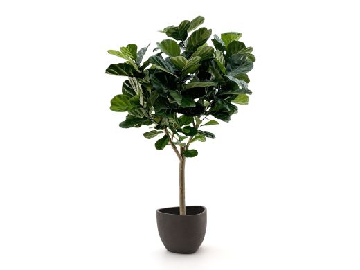 Designplants/Luca Lifestyle Lyrata Y kunstboom (h:220cm) met Ruvido Organic bloempot