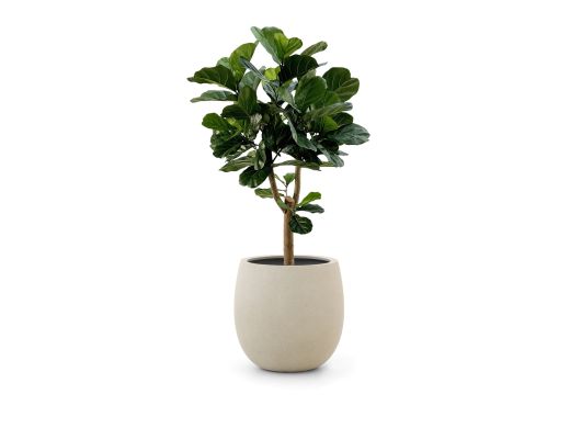 Designplants/Luca Lifestyle Lyrata Y kunstboom (h:170cm) met Bordo Tall Balloon bloempot