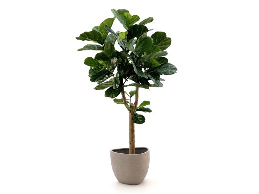 Designplants/Luca Lifestyle Lyrata Y kunstboom (h:170cm) met Ruvido Organic bloempot