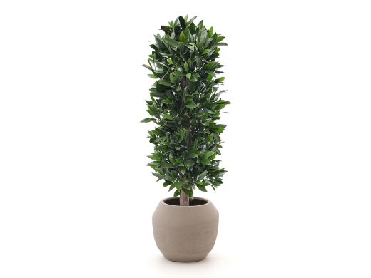 Designplants/Luca Lifestyle Laurier kolom kunstplant (h:125cm) met Ruvido Combi bloempot - Groen (UV bestendig) (bloempot = Sand)