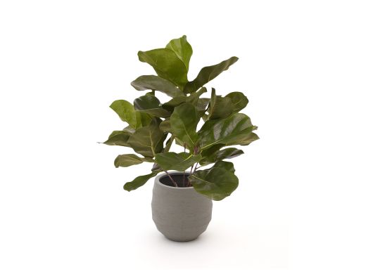 Designplants/Luca Lifestyle Lyrata kunstplant (h:45cm) met Bordo Balloon bloempot - Groen (bloempot = Clay)