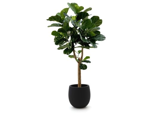 Designplants/Luca Lifestyle Lyrata Y kunstboom (h:170cm) met Grigio Balloon bloempot - Groen (bloempot = Anthracite)