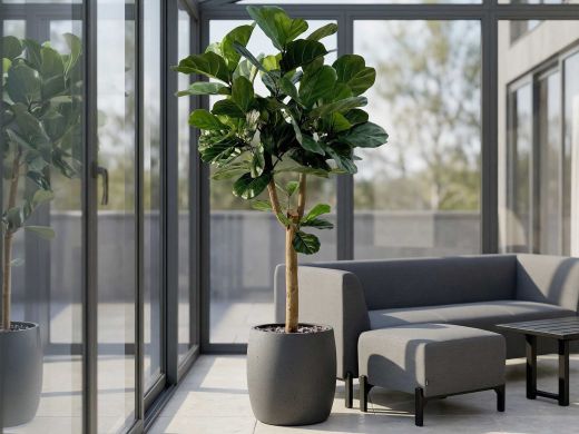 Designplants/Luca Lifestyle Lyrata Y kunstboom (h:220cm) met Grigio Balloon bloempot - Groen (bloempot = Natural Concrete)