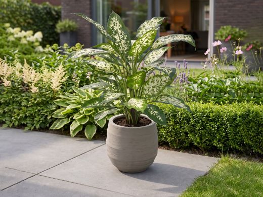 Designplants Dieffenbachia kunstplant (h:60cm) - Groen t.b.v. potmaat S