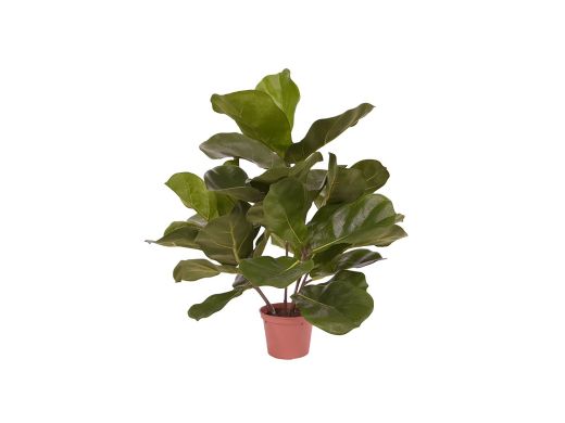Designplants Lyrata kunstplant (h:45cm) - Groen t.b.v. potmaat S