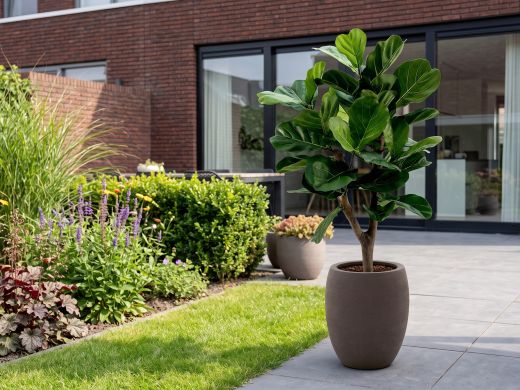 Designplants/Luca Lifestyle Lyrata Y kunstboom (h:130cm) met Terreno Tall Balloon bloempot - Groen (bloempot = Ash Brown)