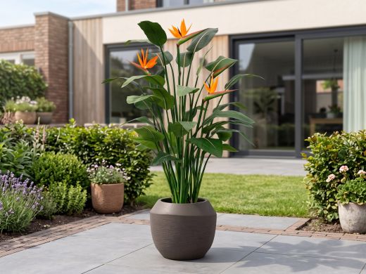 Designplants Strelitzia kunstplant (h:145cm) - Oranje t.b.v. potmaat L