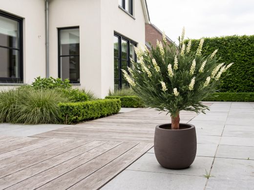 Designplants/Luca Lifestyle Lavendel bol kunstplant (h:60cm) met Terreno Balloon bloempot - Wit (UV bestendig) (bloempot = Ash Brown)