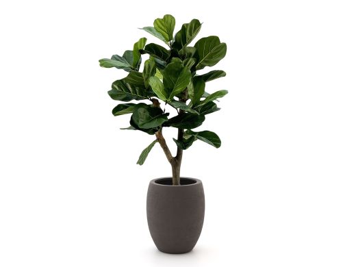 Designplants/Luca Lifestyle Lyrata Y kunstboom (h:130cm) met Terreno Tall Balloon bloempot - Groen (bloempot = Ash Brown)