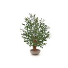 Designplants/Luca Lifestyle olijf Bonsai kunstplant (h:90cm) met Terreno Bowl bloempot