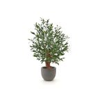 Designplants/Luca Lifestyle olijf Bonsai kunstplant (h:90cm) met Grigio New Egg bloempot