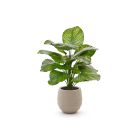 Designplants/Luca Lifestyle Calathea Fasciata kunstplant (h:70cm) met Bordo Balloon bloempot