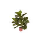 Designplants Lyrata kunstplant (h:45cm)