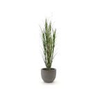 Designplants/Luca Lifestyle Rietgras kunstplant (h:165cm) met Grigio New Egg bloempot