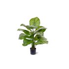 Designplants Calathea Fasciata kunstplant (h:70cm)