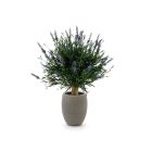 Designplants/Luca Lifestyle Lavendel bol kunstplant (h:60cm) met Grigio Tall Balloon bloempot
