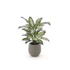 Designplants/Luca Lifestyle Dieffenbachia kunstplant (h:60cm) met Bordo Balloon bloempot