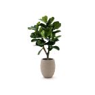 Designplants/Luca Lifestyle Lyrata Y kunstboom (h:130cm) met Bordo Tall Balloon bloempot