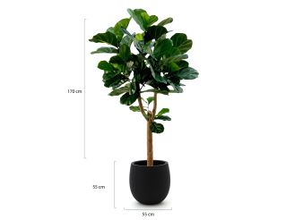 Designplants/Luca Lifestyle Lyrata Y kunstboom (h:170cm) met Grigio Balloon bloempot - Groen (bloempot = Anthracite)