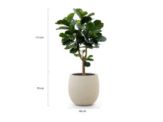 Designplants/Luca Lifestyle Lyrata Y kunstboom (h:170cm) met Bordo Tall Balloon bloempot - Groen (bloempot = Clay)