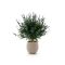 Designplants/Luca Lifestyle Lavendel bol kunstplant (h:60cm) met Bordo Balloon bloempot