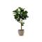Designplants/Luca Lifestyle Lyrata Y kunstboom (h:170cm) met Ruvido Organic bloempot