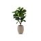 Designplants/Luca Lifestyle Lyrata Y kunstboom (h:130cm) met Bordo Tall Balloon bloempot